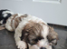 gorgeous Shihtzu pup