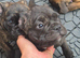 Mix french bulldog with pug