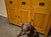 Blue Staffordshire bull terrier 11 mouths old