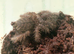 Hati hati spider for sale