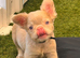 Fluffy Pink frenchie pups