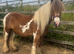Stunning 13.2 female cob