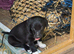 Lurcher x Collie