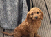 Health check Cockapoo Puppy DNA clear