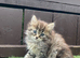 Main Coon x Siberian Forest Cat
