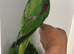 Beautiful hand tamed alexandrine parrots for sale
