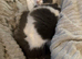 Pure breed ragdoll and a half breed ragdoll