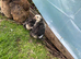 Baby Bantam Chicks 4 for &pound;50