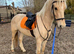 Rambo 8yr old palomino warmblood gelding
