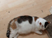 Cute cat, pretty precious