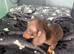 MinI Dachshund