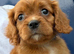 King Charles Cavalier puppies