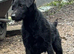 pure patterdale puppies