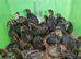 36 Quail Chicks 12 Days old