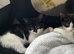 Kittens for sale