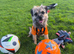Bargain! The perfect canine friend for you!