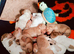 Beautiful cocker spaniel puppies