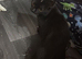 2 female cats