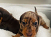 Beautiful dachshund puppies