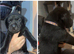 Labrador sharpi puppies