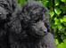 Toy poodle 12 weeks old