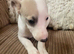 Fabulous Litter of Whippet Pups For Sale