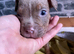 Old English bulldog x American bulldog