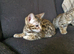 Bengal kittens