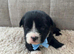 beautiful shihtzu pups