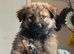 German Shepherd Puppy