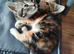 Two kittens looking for new home