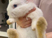 Rabbit&rsquo;s family