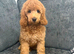 Poodle