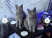 British shorthairs
