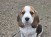 Beautiful Beagle Puppies