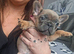 French bulldog pups