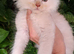 Pedigree Maine Coon kittens