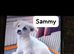 Sammy looking for new home