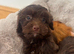 Stunning litter of 5 F1 cockapoo puppies