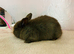 Chocolate lop x