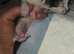 KITTENS BORN 21ST APRIL