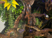 Amazon tree boa