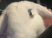 Male Giant Lop