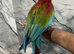Young Friendly HandReared Super Tame Cuddly Greenwing Macaw Parrot