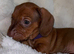 Five mini Dachshund looking for there best home