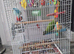 Baby senegal with cage