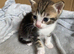 4 Adorable Mixed-Breed Kittens — 2 Girls & 2 Boys