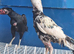 Aseel Cock and hen