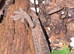 2026 Tokay Gecko