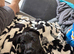Patterdale dog